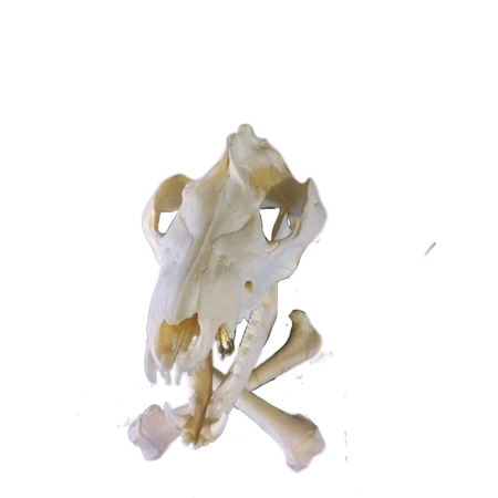 possum skull and crossbones