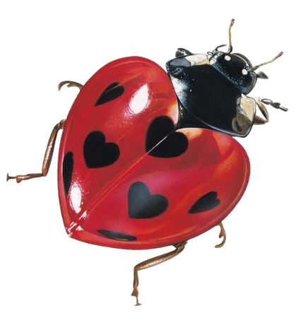 Lady love bug