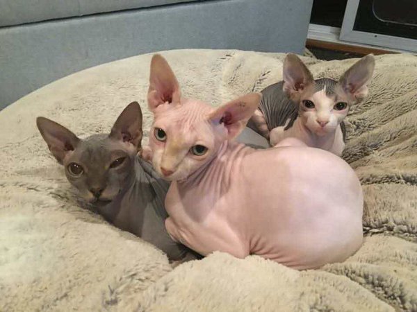 hairless cats
