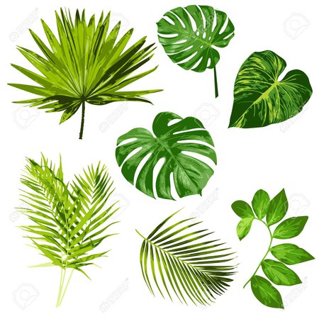 tropical clipart - Google Search