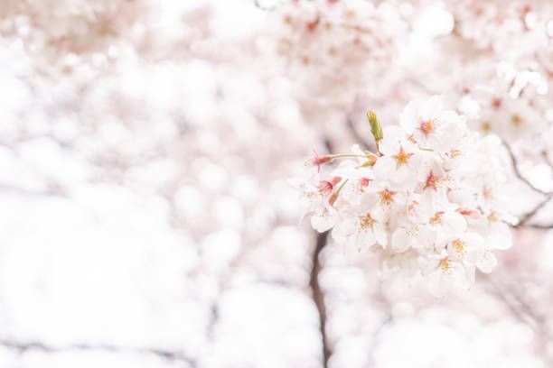 Selective Focus Photography of Cherry Blossoms · Free Stock Photo