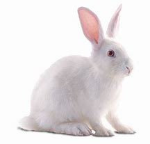 white bunny png - Bing images
