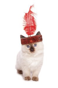 13 Halloween costume ideas for your cat’s personality - sWheat Scoop