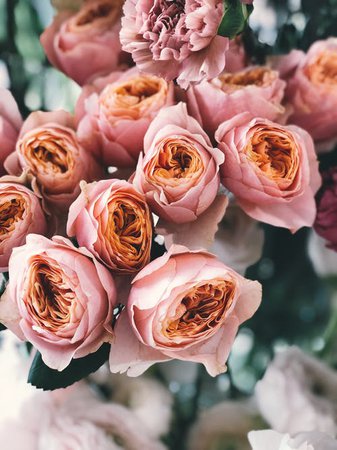 Close-up Photograph of Flowers · Free Stock Photo
