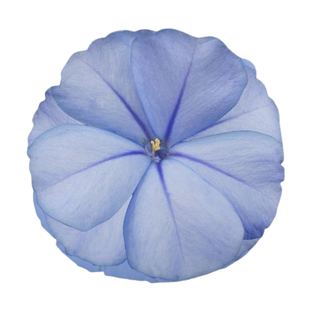 periwinkle blue flower