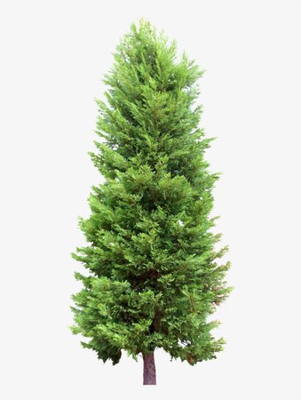 pine tree spruce