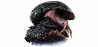 volcano-dwelling scaly-foot snail - Yahoo Search Results Image Search Results