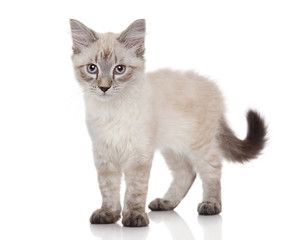 Siberian cat on a white background Stock Photo | Adobe Stock
