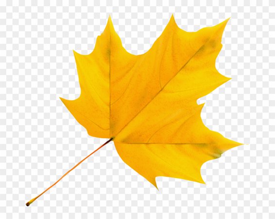 yellow autumn leaves - Google Search