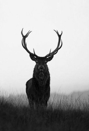 Black and white printable stag prints art. | Animals | Nature
