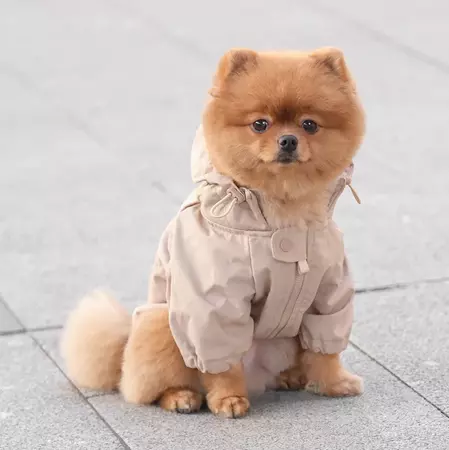 BROOKLYN - Dog Clothes | Dog Apparel | Dog Raincoat – Lambwolf Collective