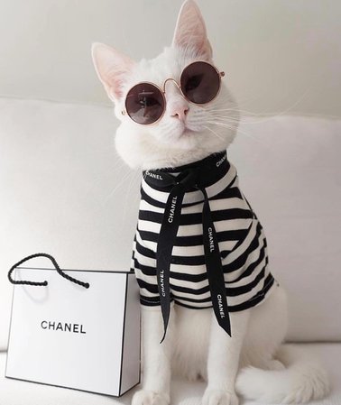 Chanel cat
