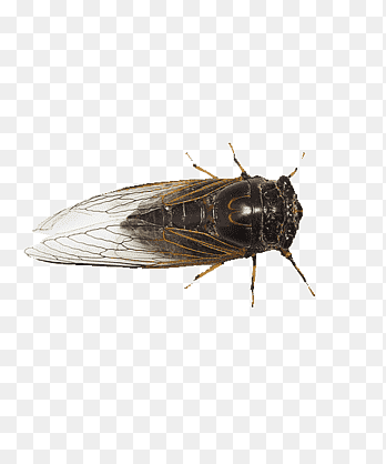 Cicada png