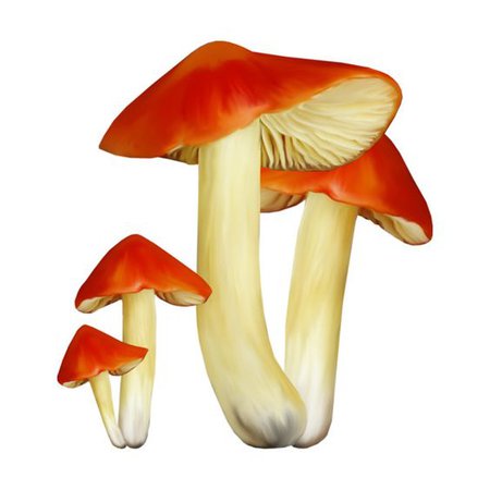 red png filler mushroom