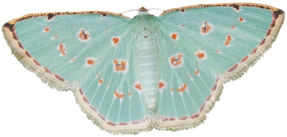 cyan moth