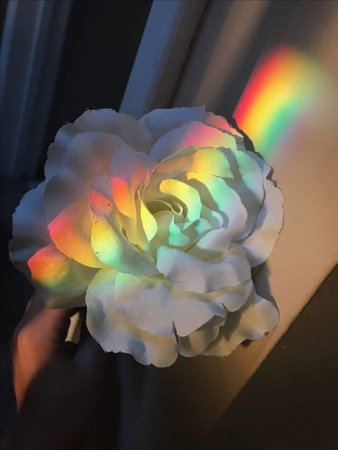 aesthetic flowers - Google Search