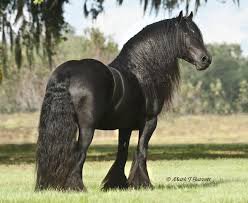 Big beautiful single black horses - Google Search