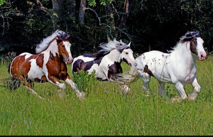 Running Horses HD Wallpaper Free Download