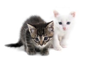 Eight Reasons to Adopt Two Kittens – Sydney Dogs and Cats Home