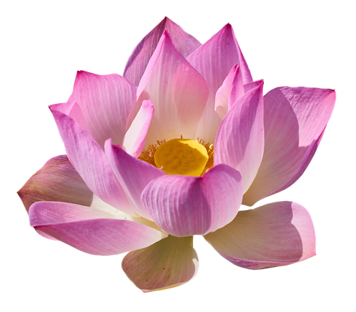 Lotus Lily Png - Free photo on Pixabay
