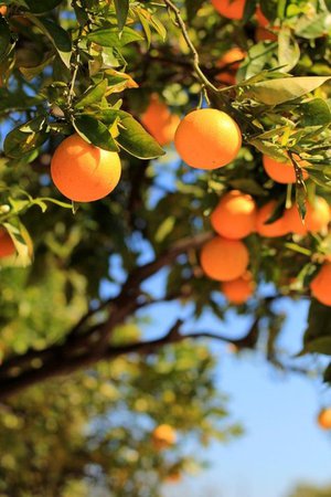 orange grove aesthetic photography