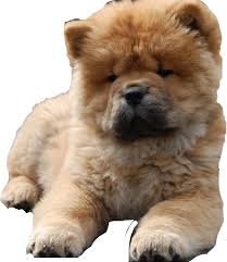 chow chow transparent - Google Search