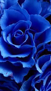 blue aesthetic flower - Google Search