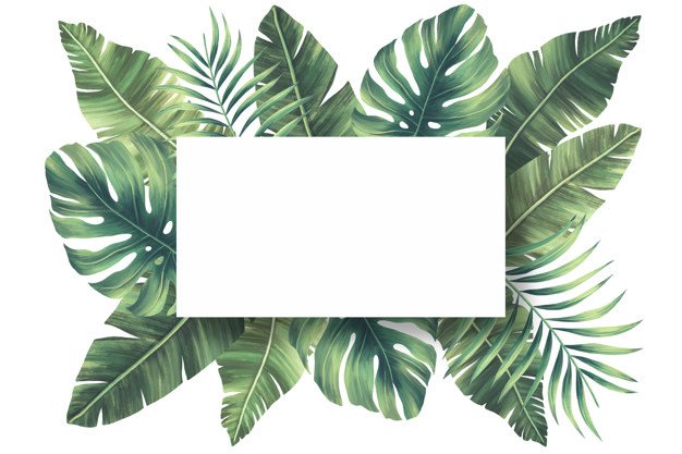palm border