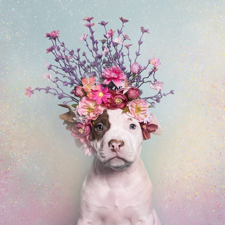 Flower Power — Sophie Gamand