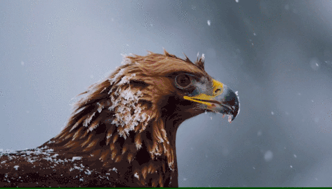 Ravenclaw Eagle | Harry Potter Amino