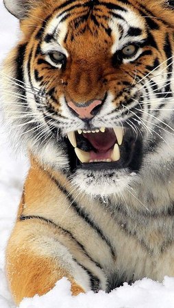 #tigers