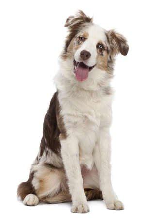 Cute Red Merle White With Tan Australian Shepherd Aka Aussie Dog Puppy, Standing Facing Front. Looking Towards Camera With Cute Head Tilt, Mouth Closed. Isolated On A White Background. Stock Photo, Picture And Royalty Free Image. Image 171377544.