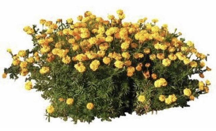 flower bush yellow