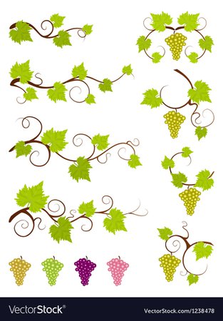 Grape vines design elements set Royalty Free Vector Image