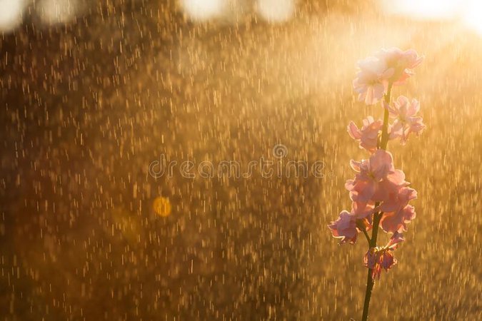 Rain and sunshine images - Google Search