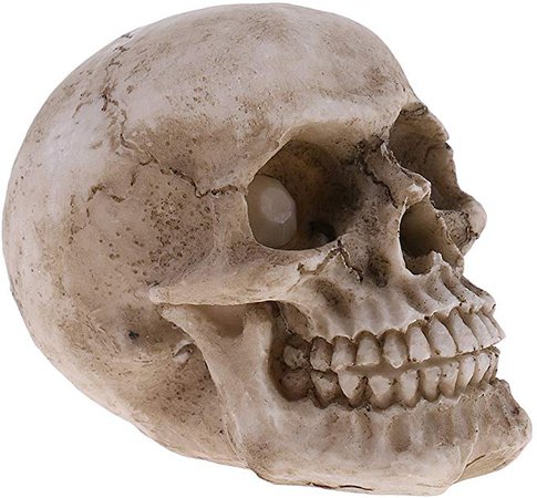 LoveinDIY Halloween Skulls Human Skeleton Head Skull Head Realistic Skeleton Skulls for Halloween Home Table Decor, 2.95 x 3.15inch: Amazon.ca: Home & Kitchen