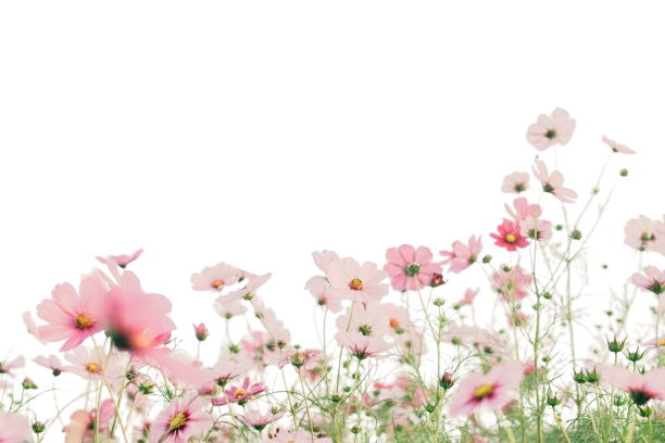 https://unsplash.com/photos/pink-and-white-flowers-under-white-sky-during-daytime-kxvn1ogpTtE