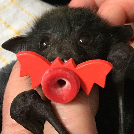 cute bat with pacifier