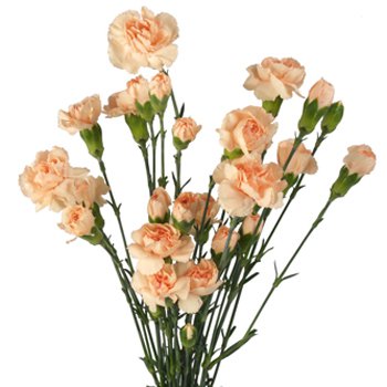 Peach Mini Carnation Flowers | FiftyFlowers.com