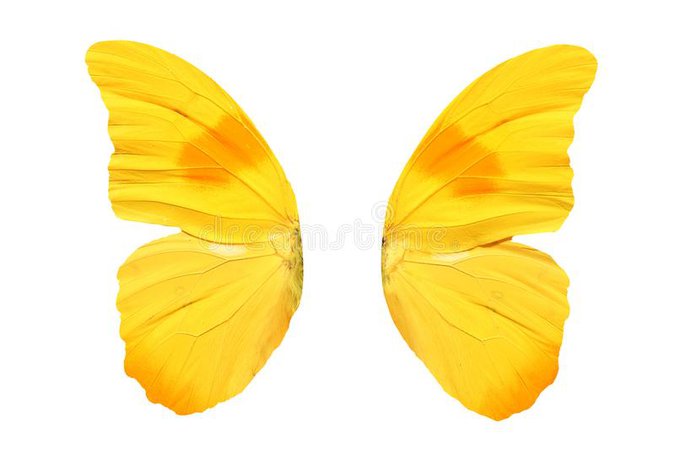 yellow butterfly wings