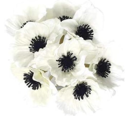 White Black Poppy Flower