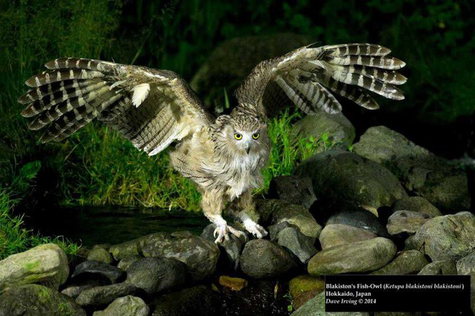 Blakistons_Fish-Owl.jpg (1000×667)