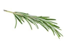 rosemary no background - Google Search