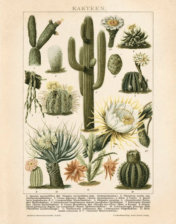 cactus poster