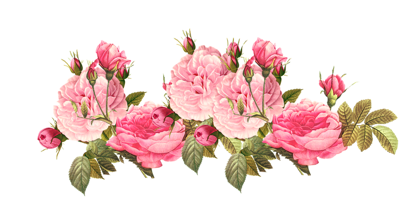 pink roses border - Google Search