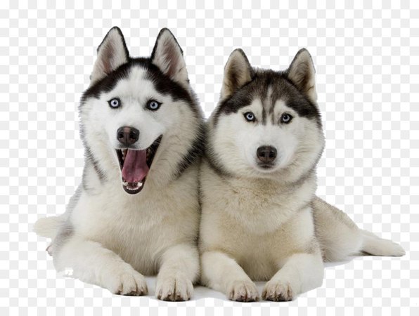 Wolf Cartoon png download - 1024*768 - Free Transparent Siberian Husky png Download. - CleanPNG / KissPNG