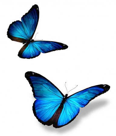 depositphotos_9191596-stock-photo-two-blue-butterfly-isolated-on.jpg (512×600)