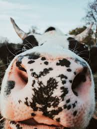cow aesthetic - Google Search