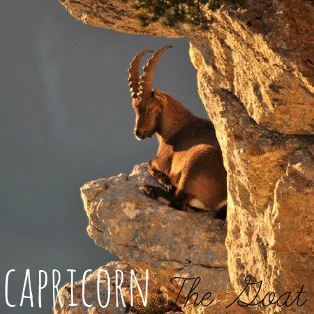 Capricorn goat