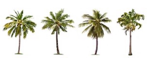 Palm Tree Fillers